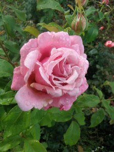 MILLIE ROSE (hybrid tea)